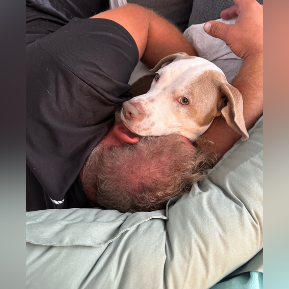 Bowie’s Treat Jar +Free Shipping!! - Picture 10 of 15